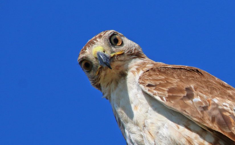 Questions For A Red-Tailed Hawk